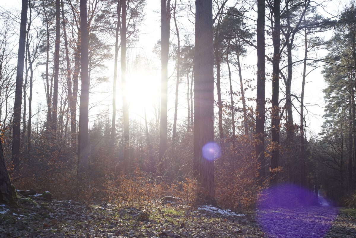 2018-02-24_5390_WALD_WINTER