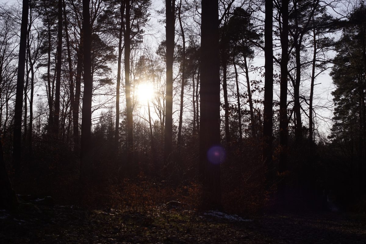 2018-02-24_5393_WALD_WINTER